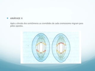  ANÁFASE II
Após a divisão dos centrômeros as cromátides de cada cromossomo migram para
pólos opostos.
 