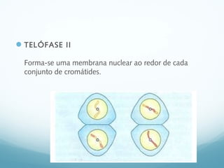 TELÓFASE II
Forma-se uma membrana nuclear ao redor de cada
conjunto de cromátides.
 