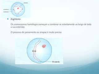  Zigóteno
Os cromossomos homólogos começam a combinar-se estreitamente ao longo de toda
a sua extensão.
O processo de pareamento ou sinapse é muito preciso.
 