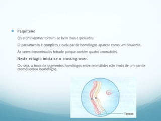  Paquíteno
Os cromossomos tornam-se bem mais espiralados.
O pareamento é completo e cada par de homólogos aparece como um bivalente.
Às vezes denominados tétrade porque contém quatro cromátides.
Neste estágio inicia-se o crossing-over.
Ou seja, a troca de segmentos homólogos entre cromátides não irmãs de um par de
cromossomos homólogos.
 
