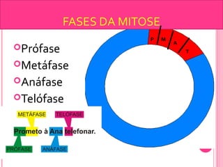 FASES DA MITOSE 
Prófase 
Metáfase 
Anáfase 
Telófase 
P M 
A 
T 
 