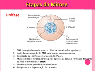 Prófase 
EEttaappaass ddaa MMiittoossee 
1. DNA desespiralizado disposto na célula de maneira desorganizada. 
2. Início da condensação do DNA para formar os cromossomos. 
3. Duplicação dos centríolos (formação do 2º par). 
4. Migração dos centríolos para os pólos opostos da célula e formação das fibras 
do fuso (fibras radiais – áster) 
5. Microtúbulos se prendem aos cinetócoros 
6. Rompimento e degeneração da carioteca. 
 