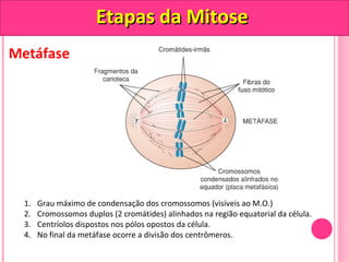 Metáfase 
EEttaappaass ddaa MMiittoossee 
1. Grau máximo de condensação dos cromossomos (visíveis ao M.O.) 
2. Cromossomos duplos (2 cromátides) alinhados na região equatorial da célula. 
3. Centríolos dispostos nos pólos opostos da célula. 
4. No final da metáfase ocorre a divisão dos centrômeros. 
 