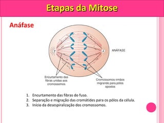 Anáfase 
EEttaappaass ddaa MMiittoossee 
1. Encurtamento das fibras do fuso. 
2. Separação e migração das cromátides para os pólos da célula. 
3. Início da desespiralização dos cromossomos. 
 