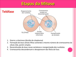 Telófase 
EEttaappaass ddaa MMiittoossee 
1. Ocorre a citocinese (divisão do citoplasma) 
2. Formação de duas células filhas contendo o mesmo número de cromossomos da 
célula mãe, porém simples. 
3. Reconstituição de duas novas cariotecas e reorganização dos nucléolos. 
4. Cromossomos descondensam e desaparecem das fibras do fuso. 
 