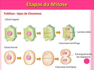 Telófase : tipos de Citocinese 
Célula Vegetal 
Célula Animal 
Citocinese Centrífuga 
Citocinese Centrípeta 
Lamela média 
Estrangulamento 
do citoplasma 
EEttaappaass ddaa MMiittoossee 
 