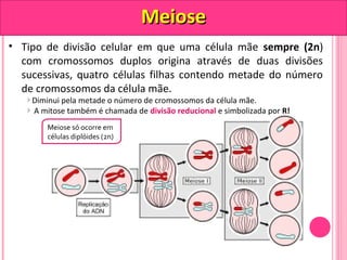 • Tipo de divisão celular em que uma célula mãe sempre (2n) 
com cromossomos duplos origina através de duas divisões 
sucessivas, quatro células filhas contendo metade do número 
de cromossomos da célula mãe. 
Diminui pela metade o número de cromossomos da célula mãe. 
A mitose também é chamada de divisão reducional e simbolizada por R! 
Meiose só ocorre em 
células diplóides (2n) 
MMeeiioossee 
 