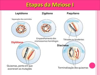 EEttaappaass ddaa MMeeiioossee II 
Leptóteno 
Separação dos centríolos 
Zigóteno 
Emparelhamento dos 
cromossomos homólogos 
Paquíteno 
Tétrades ou bivalentes 
Diplóteno 
Quiasmas, ponto em que 
ocorreram as mutações 
Diacinese 
Terminalização dos quiasmas 
 