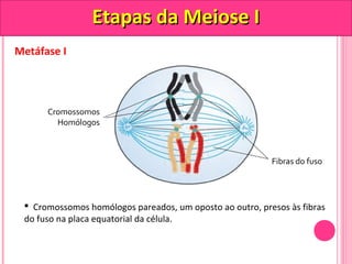 Metáfase I 
EEttaappaass ddaa MMeeiioossee II 
Cromossomos 
Homólogos 
Fibras do fuso 
 Cromossomos homólogos pareados, um oposto ao outro, presos às fibras 
do fuso na placa equatorial da célula. 
 