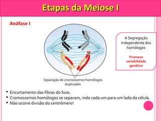 Anáfase I 
EEttaappaass ddaa MMeeiioossee II 
Separação de cromossomos homólogos 
duplicados 
A Segregação 
Independente dos 
homólogos 
Promove 
variabilidade 
genética 
 Encurtamento das fibras do fuso. 
 Cromossomos homólogos se separam, indo cada um para um lado da célula. 
 Não ocorre divisão do centrômero! 
 