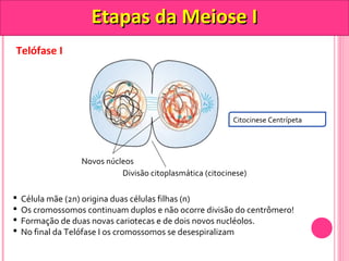 Telófase I 
EEttaappaass ddaa MMeeiioossee II 
Novos núcleos 
Citocinese Centrípeta 
Divisão citoplasmática (citocinese) 
 Célula mãe (2n) origina duas células filhas (n) 
 Os cromossomos continuam duplos e não ocorre divisão do centrômero! 
 Formação de duas novas cariotecas e de dois novos nucléolos. 
 No final da Telófase I os cromossomos se desespiralizam 
 