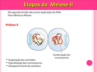 Na segunda divisão não ocorre duplicação do DNA. 
Fase idêntica a Mitose. 
Prófase II 
EEttaappaass ddaa MMeeiioossee IIII 
 Duplicação dos centríolos. 
 Espiralização dos cromossomos. 
 Desaparecimento da carioteca. 
Condensação dos 
cromossomos 
 