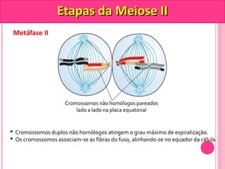 Metáfase II 
EEttaappaass ddaa MMeeiioossee IIII 
Cromossomos não homólogos pareados 
lado a lado na placa equatorial 
 Cromossomos duplos não homólogos atingem o grau máximo de espiralização. 
 Os cromossomos associam-se as fibras do fuso, alinhando-se no equador da célula. 
 