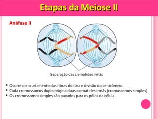 Anáfase II 
EEttaappaass ddaa MMeeiioossee IIII 
Separação das cromátides irmãs 
 Ocorre o encurtamento das fibras do fuso e divisão do centrômero. 
 Cada cromossomos duplo origina duas cromátides irmãs (cromossomos simples). 
 Os cromossomos simples são puxados para os pólos da célula. 
 
