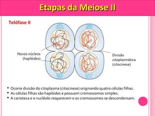 Telófase II 
EEttaappaass ddaa MMeeiioossee IIII 
Novos núcleos 
(haplóides) 
Divisão 
citoplasmática 
(citocinese) 
 Ocorre divisão do citoplasma (citocinese) originando quatro células filhas. 
 As células filhas são haplóides e possuem cromossomos simples. 
 A carioteca e o nucléolo reaparecem e os cromossomos se descondensam. 
 