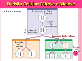 Cromossomos Homólogos 
Célula (2n) 
Duplicação 
dos 
cromossomos 
Cromossomos 
homólogos duplos 
Separação dos homólogos 
(R!) 
Mitose x Meiose 
Separação 
das 
Cromátides 
(E!) 
Separação 
das 
Cromátides 
(E!) 
DDiivviissããoo CCeelluullaarr:: MMiittoossee ee MMeeiioossee 
 