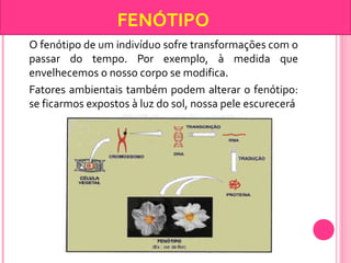 FENÓTIPO 
O fenótipo de um indivíduo sofre transformações com o 
passar do tempo. Por exemplo, à medida que 
envelhecemos o nosso corpo se modifica. 
Fatores ambientais também podem alterar o fenótipo: 
se ficarmos expostos à luz do sol, nossa pele escurecerá 
 