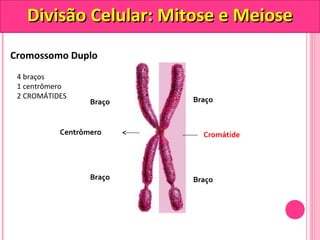 DDiivviissããoo CCeelluullaarr:: MMiittoossee ee MMeeiioossee 
Cromossomo Duplo 
Centrômero 
Braço 
Cromátide 
Braço 
Braço 
Braço 
4 braços 
1 centrômero 
2 CROMÁTIDES 
 