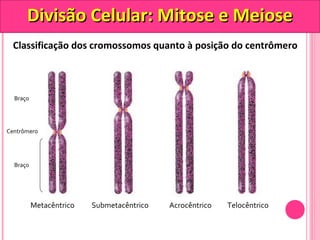 DDiivviissããoo CCeelluullaarr:: MMiittoossee ee MMeeiioossee 
Classificação dos cromossomos quanto à posição do centrômero 
Braço 
Centrômero 
Braço 
Metacêntrico Submetacêntrico Acrocêntrico Telocêntrico 
 