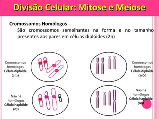 DDiivviissããoo CCeelluullaarr:: MMiittoossee ee MMeeiioossee 
Cromossomos Homólogos 
São cromossomos semelhantes na forma e no tamanho 
presentes aos pares em células diplóides (2n) 
Cromossomos 
homólogos 
Célula diplóide 
(2n)s 
Cromossomos 
homólogos 
Célula diplóide 
(2n)d 
Não há 
homólogos 
Célula haplóide 
(n)d 
Não há 
homólogos 
Célula haplóide 
(n)s 
 