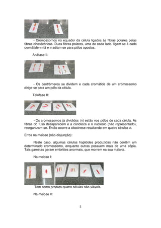 - Cromossomos no equador da célula ligados às fibras polares pelas
fibras cinetócóricas. Duas fibras polares, uma de cada lado, ligam-se á cada
cromátide-irmã e irradiam-se para pólos opostos.
Anáfase II:
- Os centrômeros se dividem e cada cromátide de um cromossomo
dirige-se para um pólo da célula.
Telófase II:
- Os cromossomos já divididos (n) estão nos pólos de cada célula. As
fibras do fuso desaparecem e a carioteca e o nucléolo (não representado),
reorganizam-se. Então ocorre a citocinese resultando em quatro células n.
Erros na meiose (não-disjunção):
Neste caso, algumas células haplóides produzidas não contêm um
determinado cromossomo, enquanto outras possuem mais de uma cópia.
Tais gametas geram embriões anormais, que morrem na sua maioria.
Na meiose I:
Tem como produto quatro células não-viáveis.
Na meiose II:
5
 