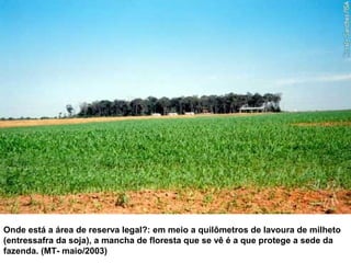 Onde está a área de reserva legal?: em meio a quilômetros de lavoura de milheto
(entressafra da soja), a mancha de floresta que se vê é a que protege a sede da
fazenda. (MT- maio/2003)
 
