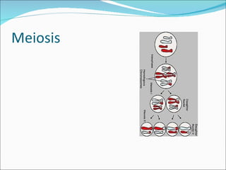 Meiosis 