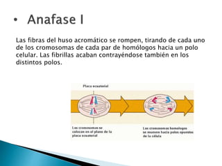 Las fibras del huso acromático se rompen, tirando de cada uno
de los cromosomas de cada par de homólogos hacia un polo
celular. Las fibrillas acaban contrayéndose también en los
distintos polos.
 