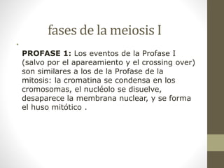 fases de la meiosis I
•
PROFASE 1: Los eventos de la Profase I
(salvo por el apareamiento y el crossing over)
son similares a los de la Profase de la
mitosis: la cromatina se condensa en los
cromosomas, el nucléolo se disuelve,
desaparece la membrana nuclear, y se forma
el huso mitótico .
 