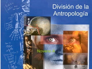 División de la Antropología Noveno A 