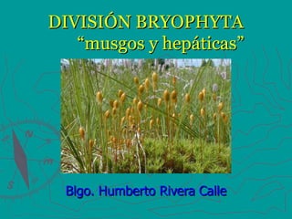 DIVISIÓN BRYOPHYTA “musgos y hepáticas” Blgo. Humberto Rivera Calle 