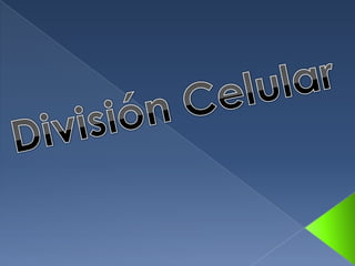 División Celular 