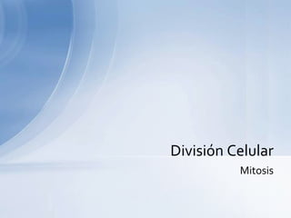 Mitosis División Celular 
