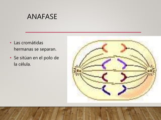 ANAFASE
• Las cromátidas
hermanas se separan.
• Se sitúan en el polo de
la célula.
 