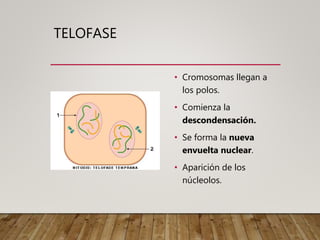 TELOFASE
• Cromosomas llegan a
los polos.
• Comienza la
descondensación.
• Se forma la nueva
envuelta nuclear.
• Aparición de los
núcleolos.
 