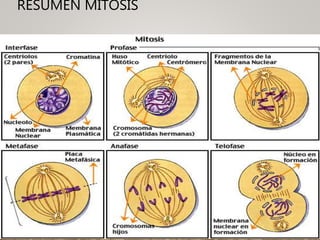 RESUMEN MITOSIS
 