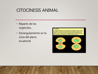 CITOCINESIS ANIMAL
• Reparto de los
orgánulos.
• Estrangulamiento en la
zona del plano
ecuatorial
 
