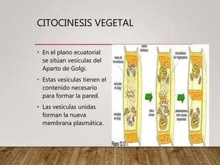 CITOCINESIS VEGETAL
• En el plano ecuatorial
se sitúan vesículas del
Aparto de Golgi.
• Estas vesículas tienen el
contenido necesario
para formar la pared.
• Las vesículas unidas
forman la nueva
membrana plasmática.
 