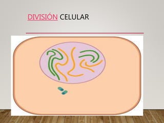 DIVISIÓN CELULAR
 