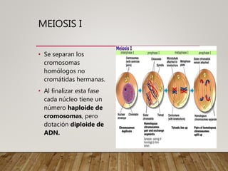 MEIOSIS I
• Se separan los
cromosomas
homólogos no
cromátidas hermanas.
• Al finalizar esta fase
cada núcleo tiene un
número haploide de
cromosomas, pero
dotación diploide de
ADN.
 