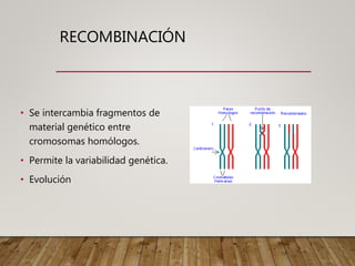 RECOMBINACIÓN
• Se intercambia fragmentos de
material genético entre
cromosomas homólogos.
• Permite la variabilidad genética.
• Evolución
 