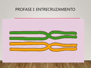 PROFASE I: ENTRECRUZAMIENTO
 