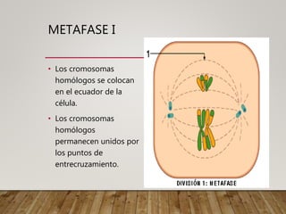 METAFASE I
• Los cromosomas
homólogos se colocan
en el ecuador de la
célula.
• Los cromosomas
homólogos
permanecen unidos por
los puntos de
entrecruzamiento.
 
