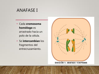 ANAFASE I
• Cada cromosoma
homólogo es
arrastrado hacia un
polo de la célula.
• Se intercambian los
fragmentos del
entrecruzamiento.
 