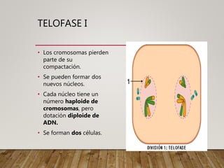 TELOFASE I
• Los cromosomas pierden
parte de su
compactación.
• Se pueden formar dos
nuevos núcleos.
• Cada núcleo tiene un
número haploide de
cromosomas, pero
dotación diploide de
ADN.
• Se forman dos células.
 