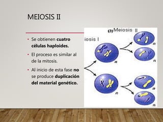 MEIOSIS II
• Se obtienen cuatro
células haploides.
• El proceso es similar al
de la mitosis.
• Al inicio de esta fase no
se produce duplicación
del material genético.
 