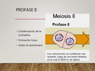PROFASE II
• Condensación de la
cromatina.
• Formación huso.
• Unión al centrómero.
 
