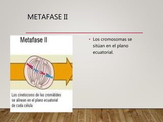 METAFASE II
• Los cromosomas se
sitúan en el plano
ecuatorial.
 