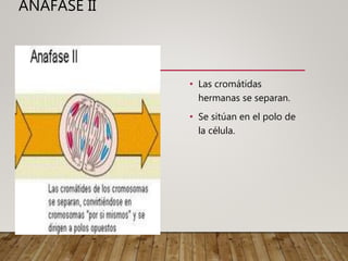 ANAFASE II
• Las cromátidas
hermanas se separan.
• Se sitúan en el polo de
la célula.
 