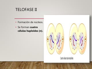 TELOFASE II
• Formación de núcleos.
• Se forman cuatro
células haploides (n).
 